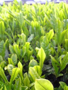 新茶