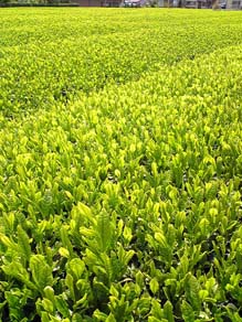 茶畑